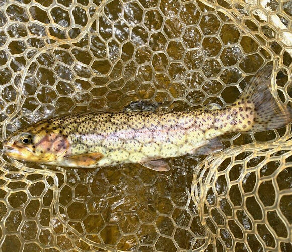 Western North Carolina Fish Hunter